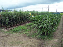 �q���\���_��i�킩�ȁj